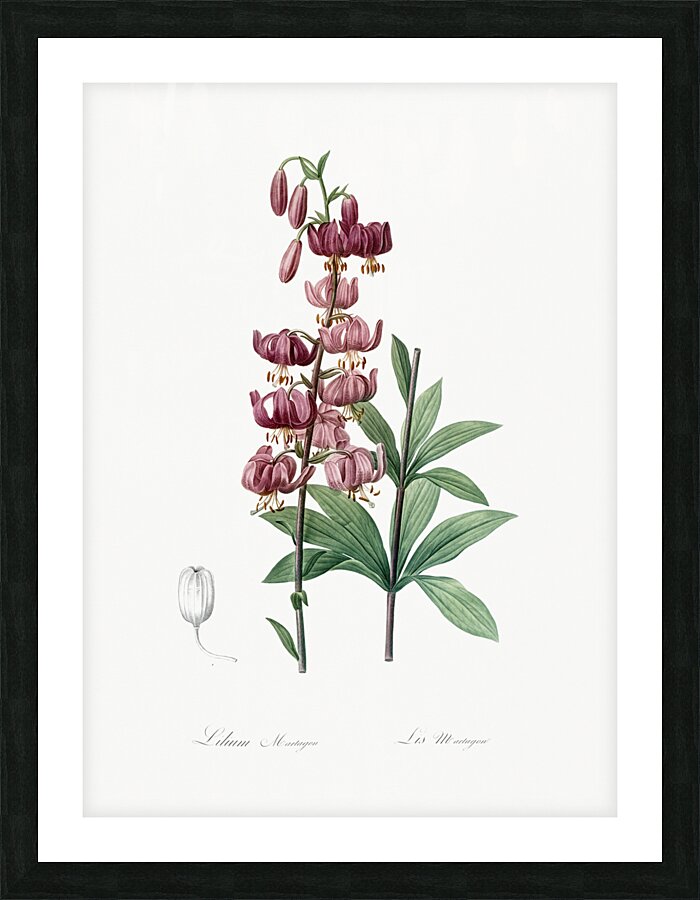 Lilium martagon illustration  Picture Frame print