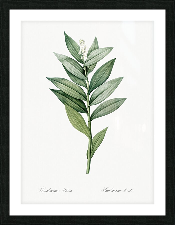 Smilacina stellata illustration  Picture Frame print