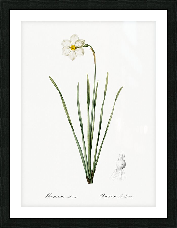 Narcissus poeticus illustration  Picture Frame print