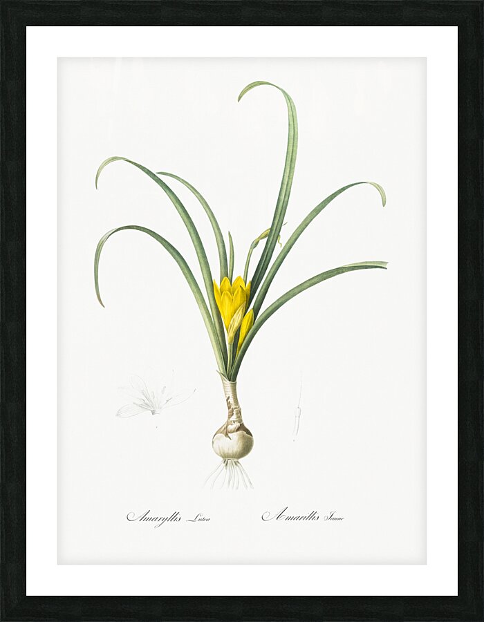 Narcissus poeticus illustration  Picture Frame print