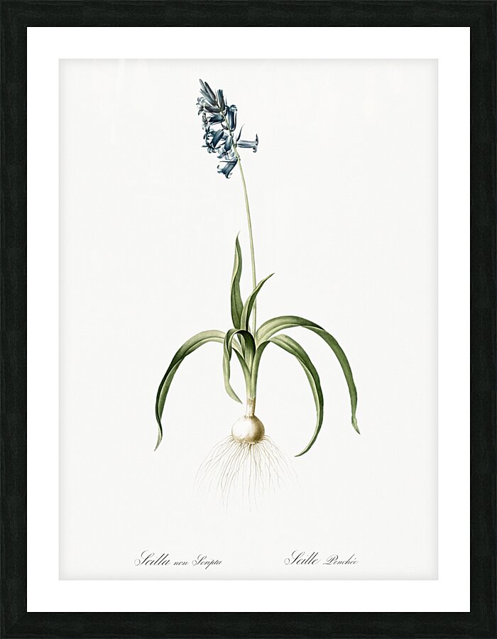 Common Bluebell illustration  Picture Frame print