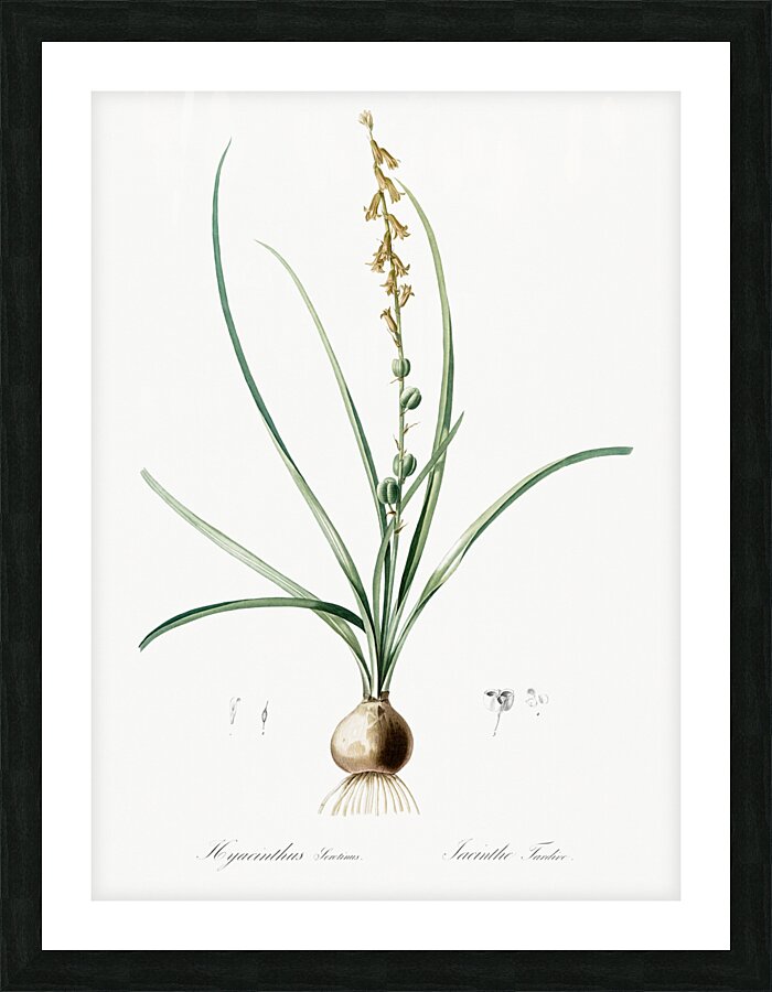 Hyacinthus serotinus illustration  Picture Frame print
