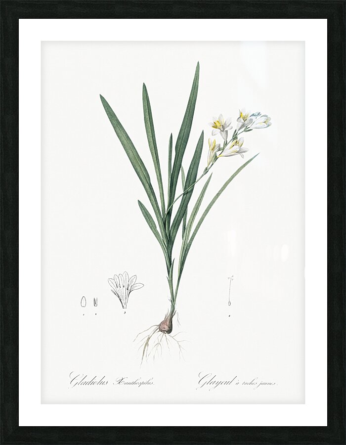 Gladiolus Xanthospilus illustration  Picture Frame print