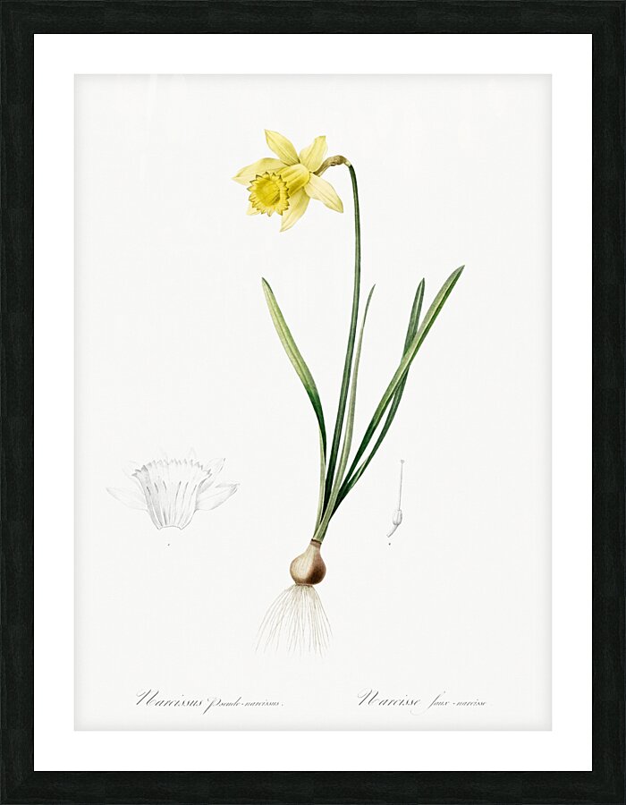 Lent lily illustration  Picture Frame print