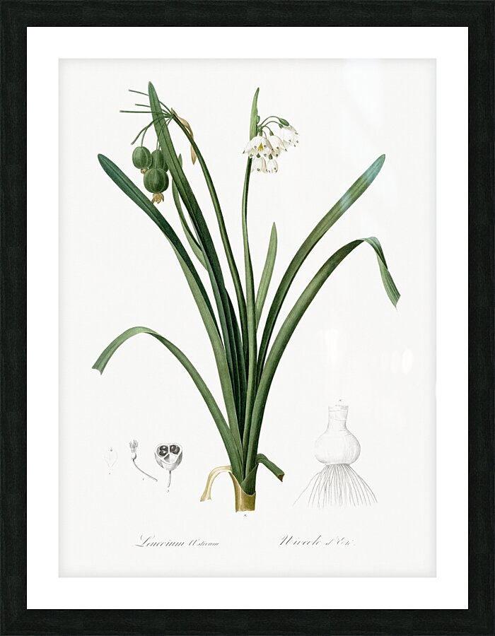 Summer snowflake illustration  Picture Frame print