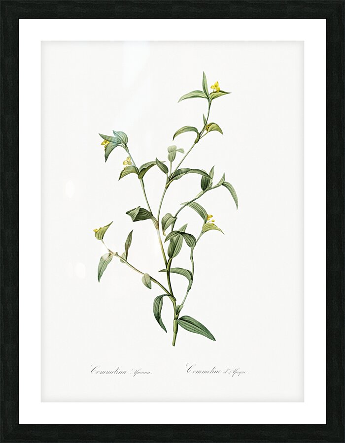 Commelina africana illustration  Picture Frame print