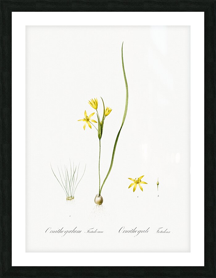 Wonder flower illustration  Picture Frame print