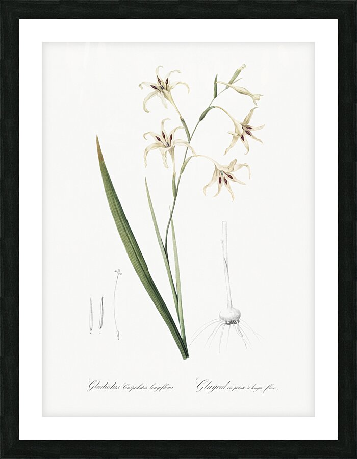 Gladiolus cuspidatus illustration  Picture Frame print