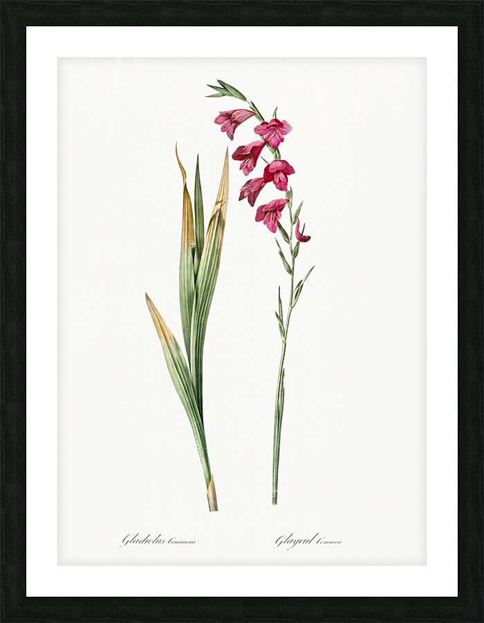 Eastern gladiolus illustration  Picture Frame print