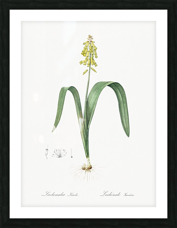 Opal flower illustration  Picture Frame print