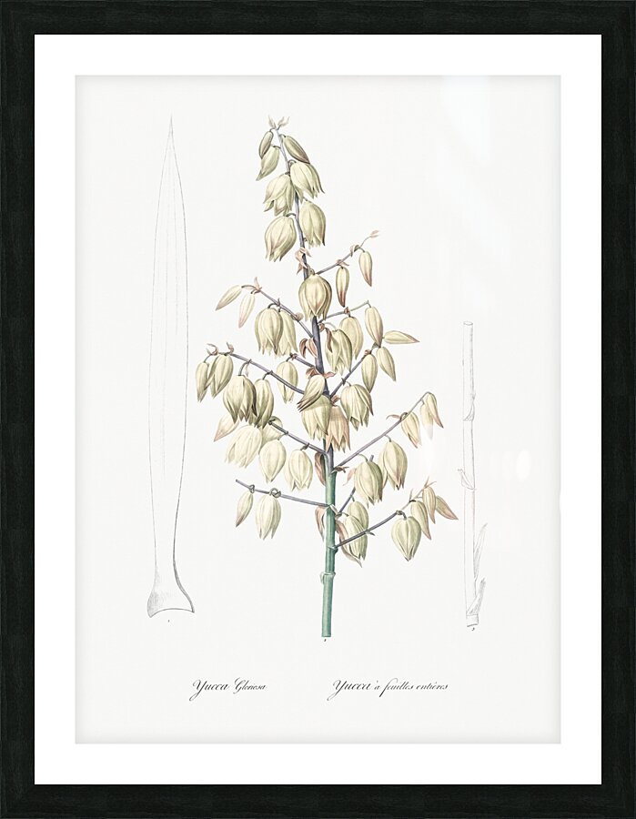 Adam needle illustration  Picture Frame print