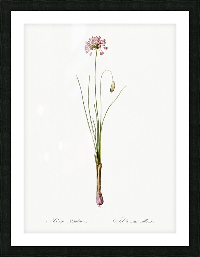 Autumn onion illustration  Picture Frame print
