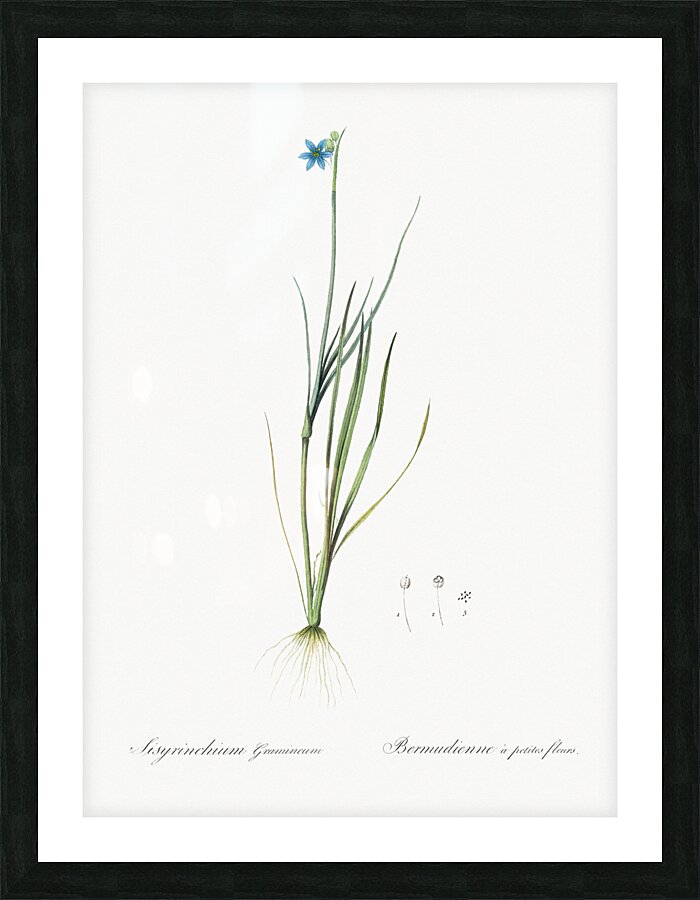 Narrow-leaf blue-eyed-grass illustration  Picture Frame print