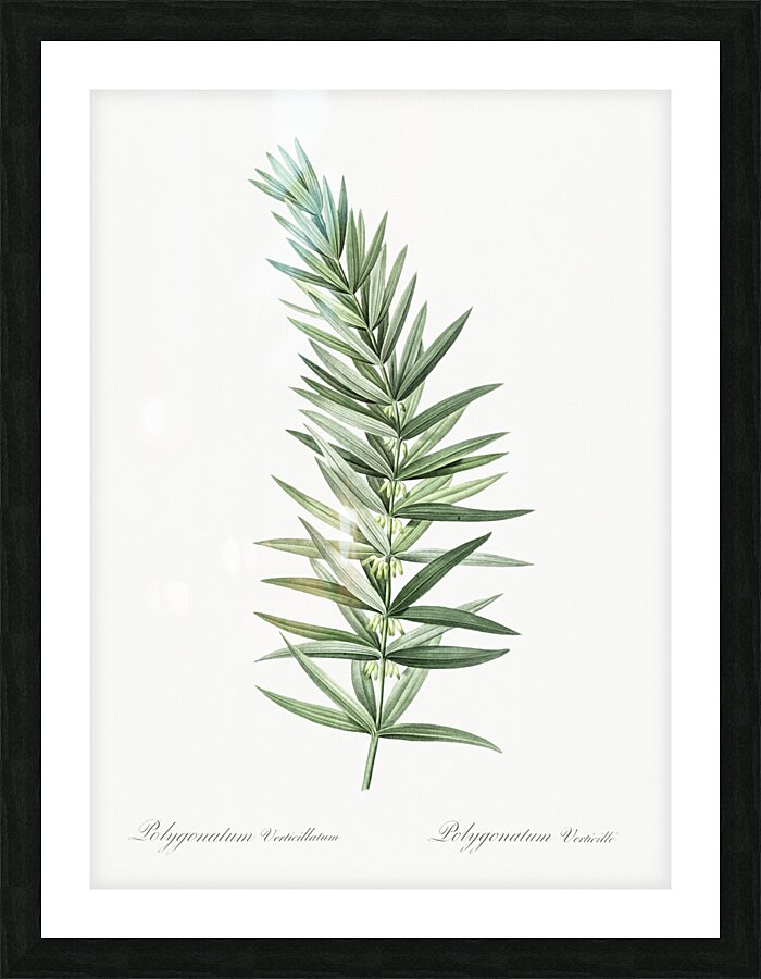 Whorled Solomon seal illustration  Picture Frame print