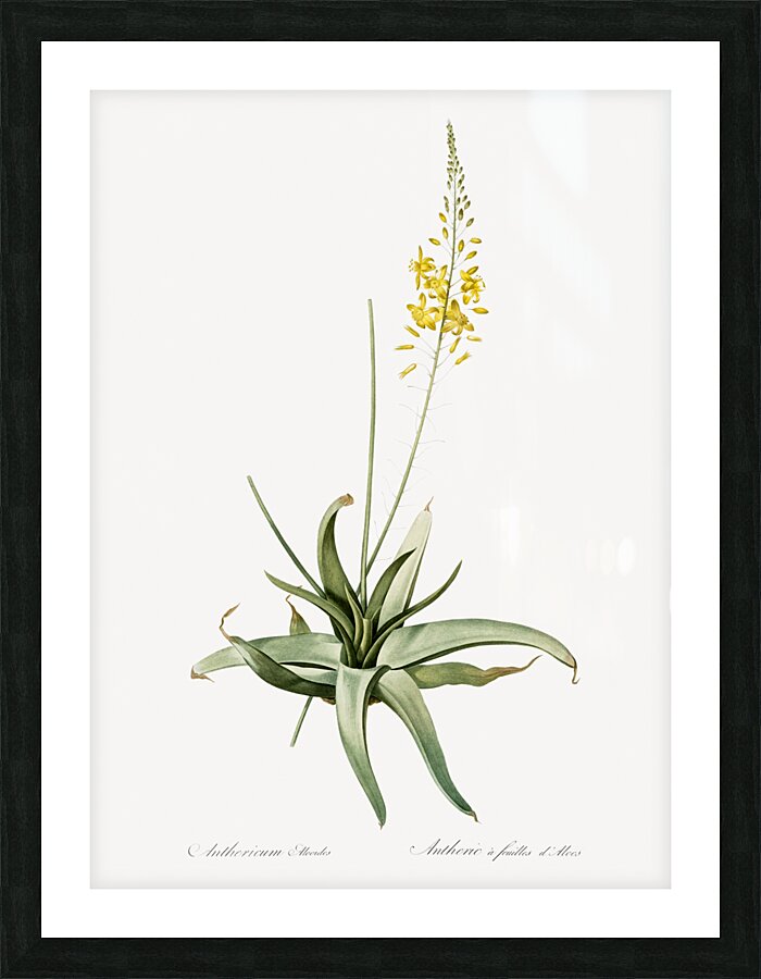 Bulbine illustration  Picture Frame print