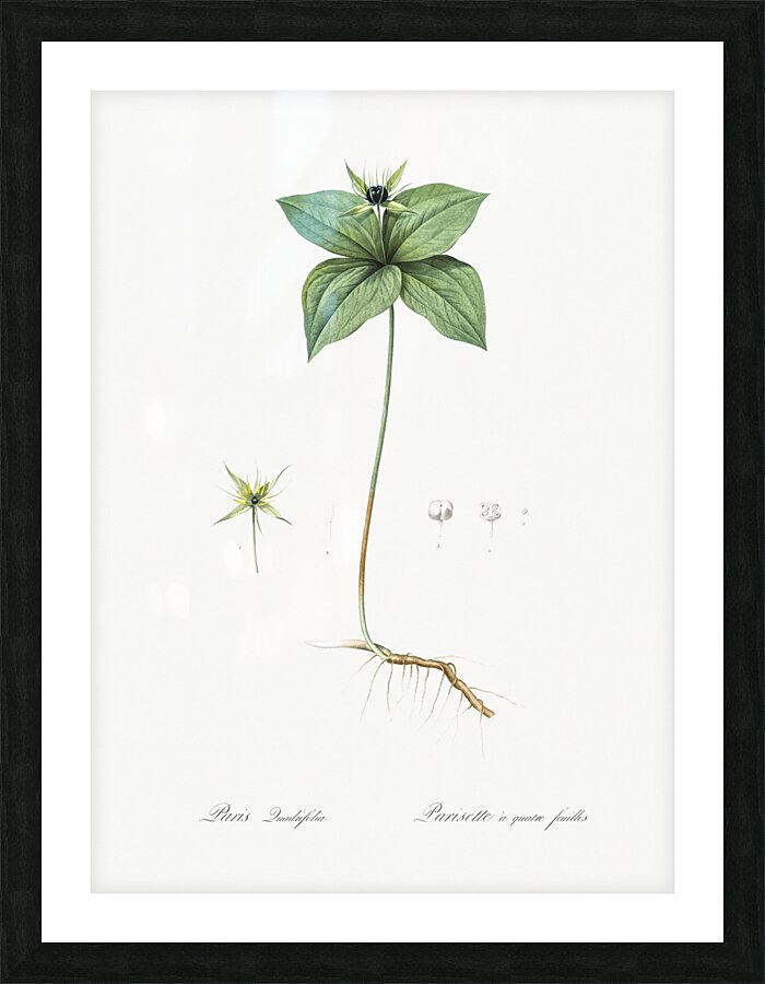 Herb paris illustration  Picture Frame print