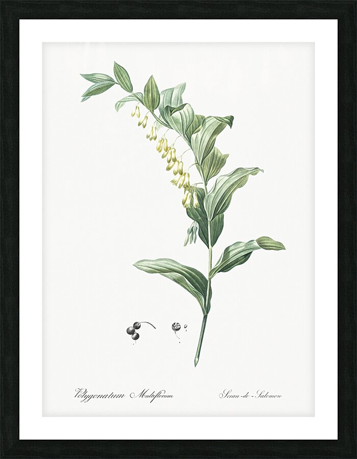 Solomon seal illustration  Picture Frame print