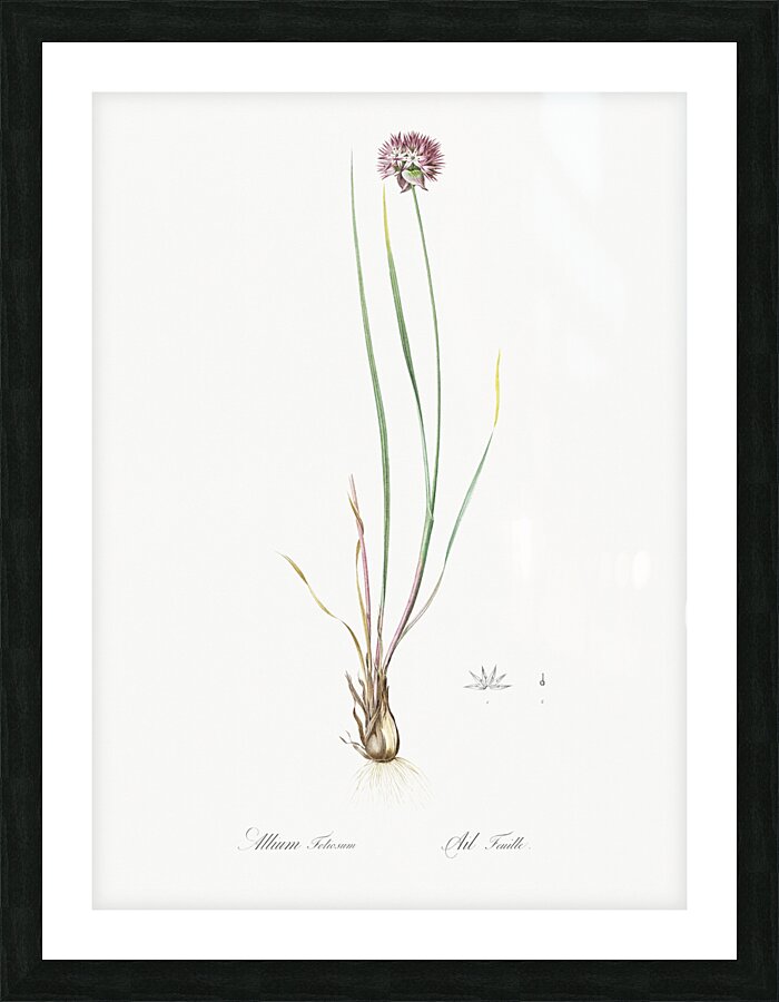 Allium foliosum illustration  Picture Frame print