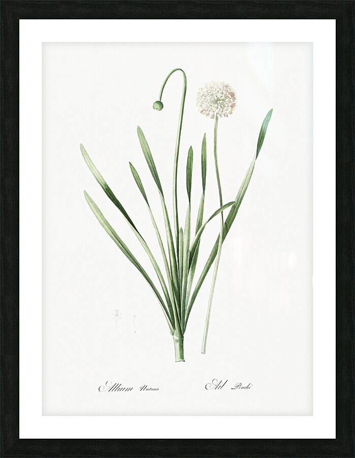 Star squill illustration  Picture Frame print