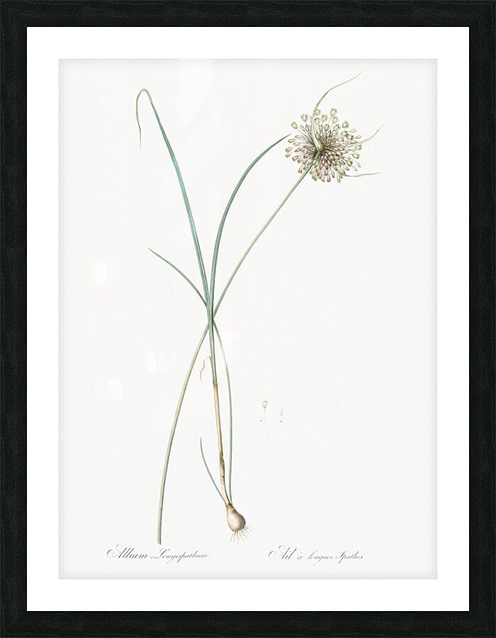 Pale garlic illustration  Picture Frame print