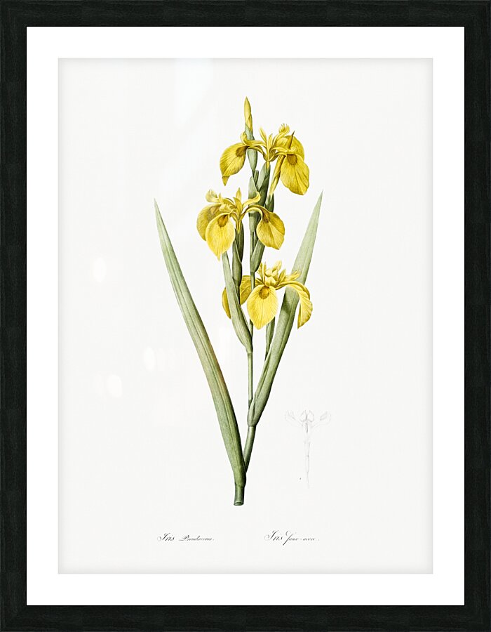 Pale garlic illustration  Picture Frame print