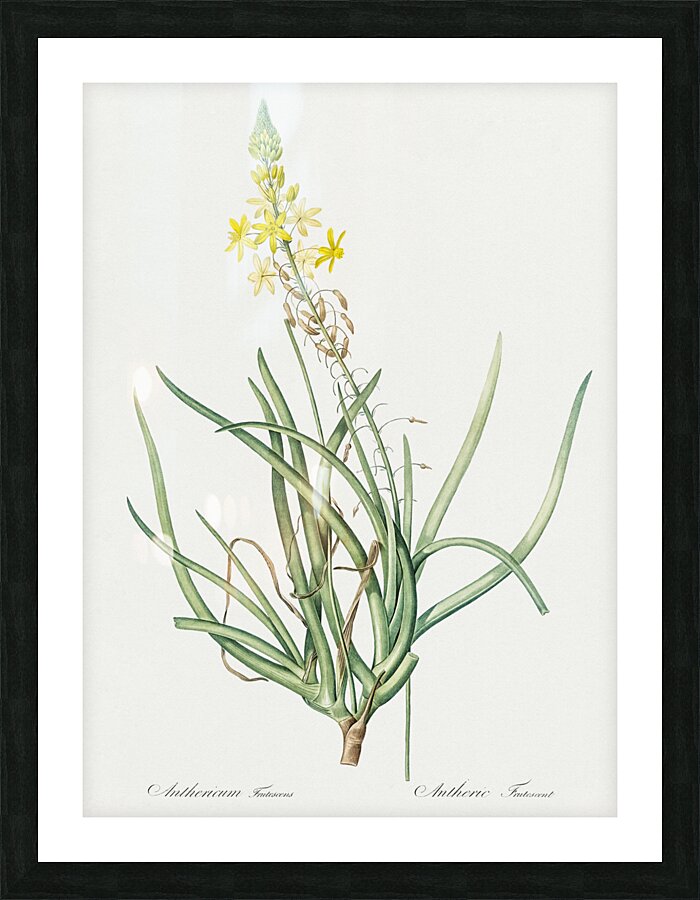 Stalked bulbine illustration  Impression et Cadre photo