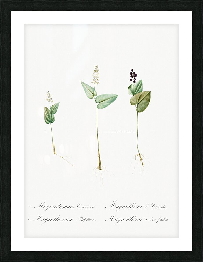 Mayanthemum illustration  Picture Frame print