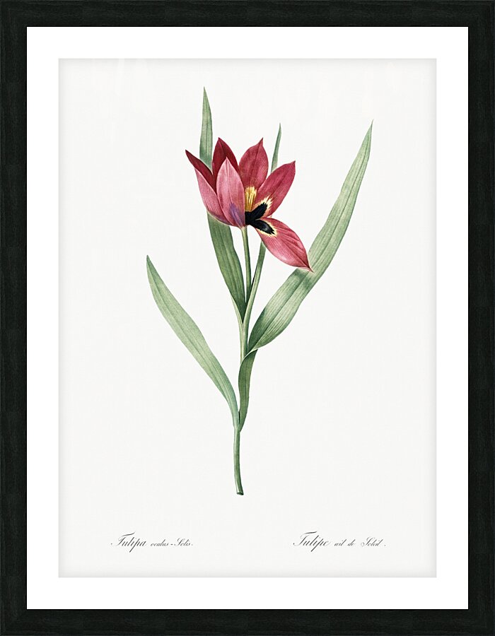 Tulipa oculus Colis illustration  Picture Frame print
