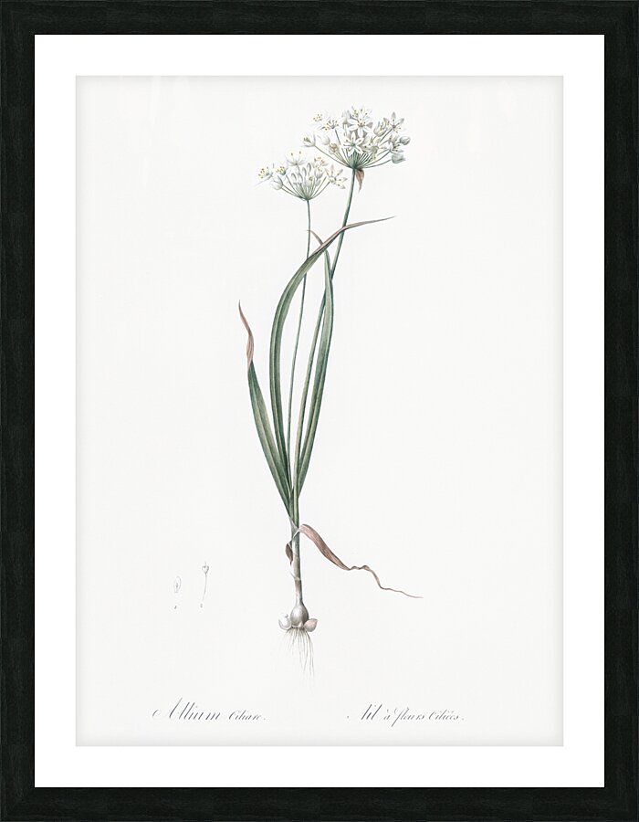 Hairy garlic illustration  Picture Frame print