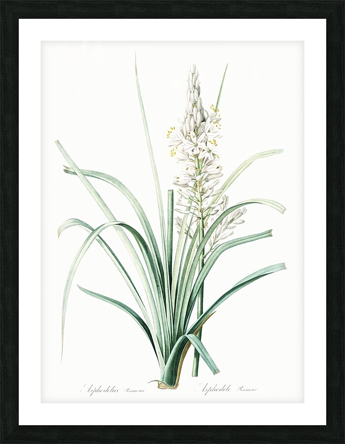 Branched asphodel illustration  Picture Frame print