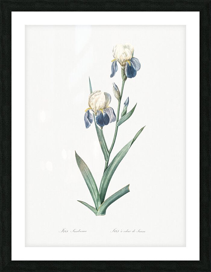 Elder scented iris illustration  Picture Frame print