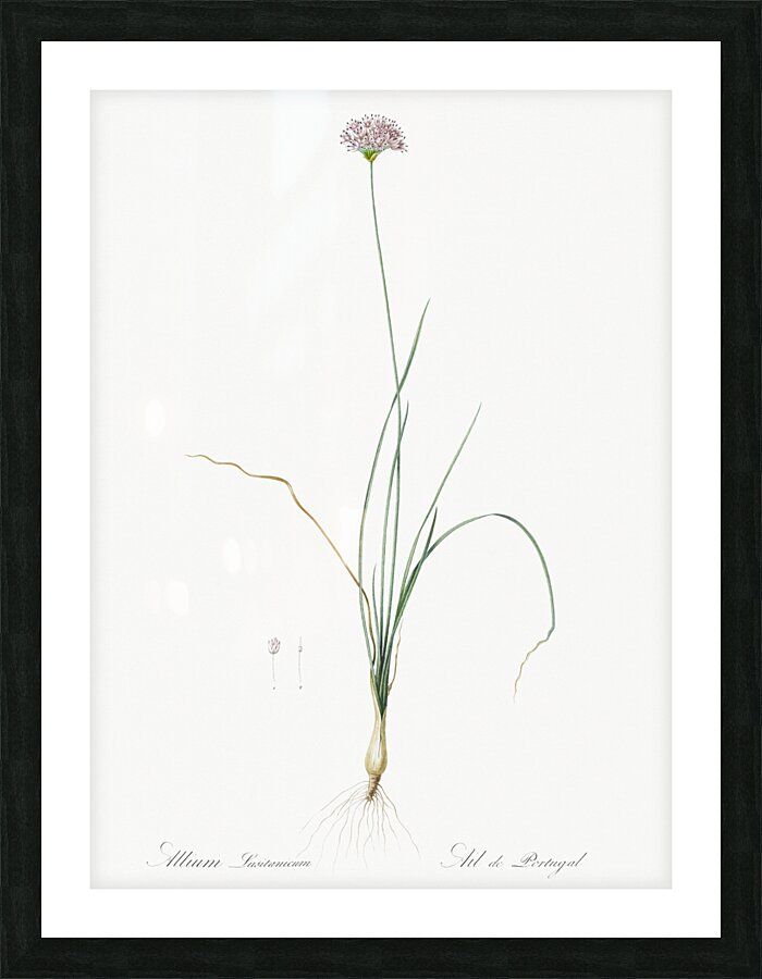 Mountain garlic illustration  Picture Frame print