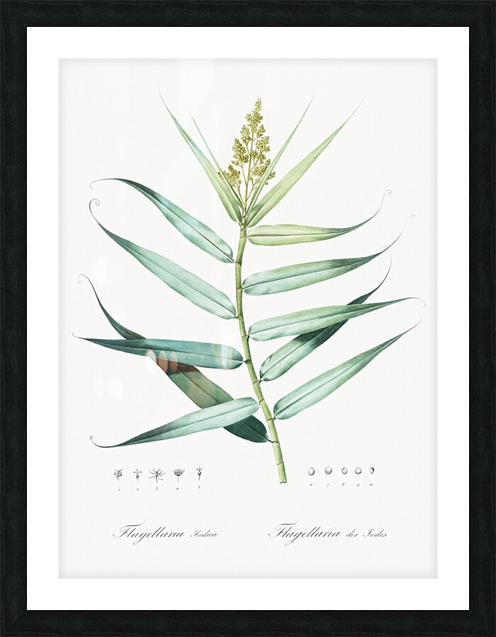 Bush cane illustration  Picture Frame print