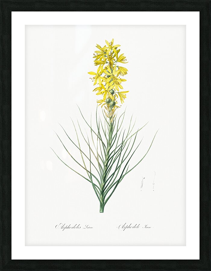 Yellow Asphodel illustration  Picture Frame print