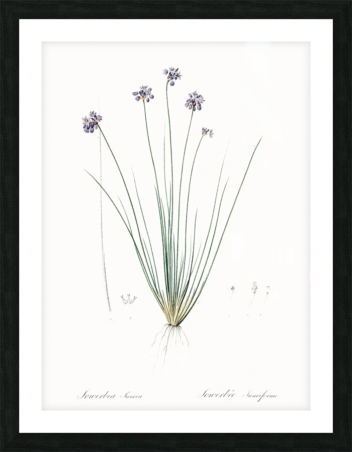 Vanilla lily illustration  Picture Frame print