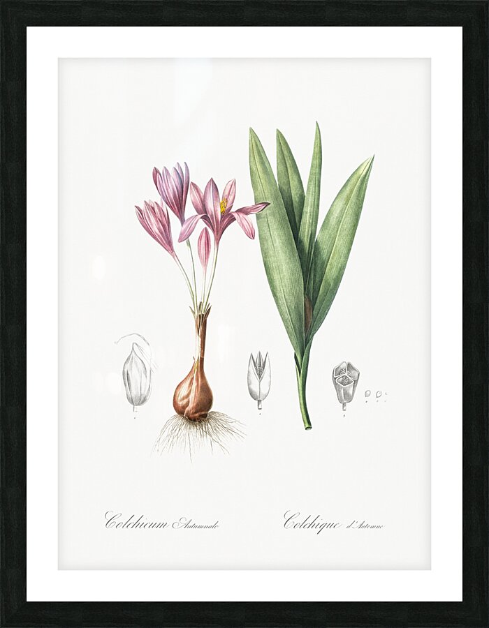 Autumn crocus illustration  Picture Frame print