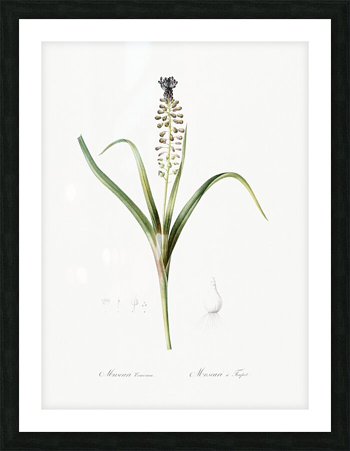 Grape hyacinth illustration  Picture Frame print