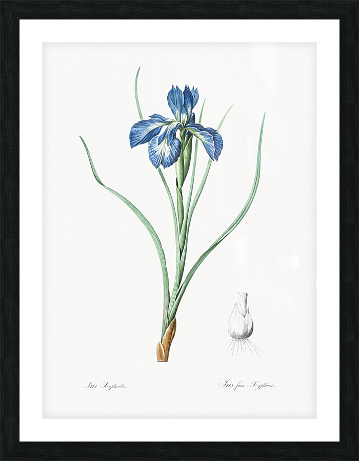 Lris xyphioides llustration  Impression et Cadre photo