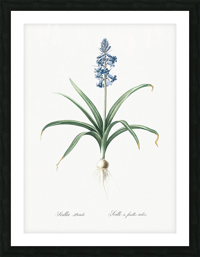 Scilla patula illustration  Picture Frame print