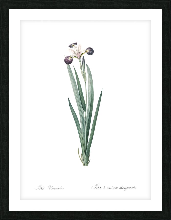 Harlequin blueflag illustration  Picture Frame print