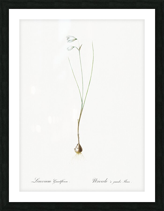 Snowbell illustration  Picture Frame print