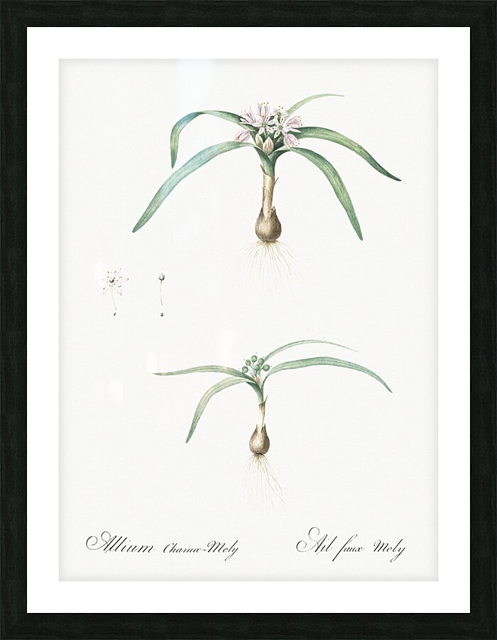 Dwarf garlic illustration  Picture Frame print