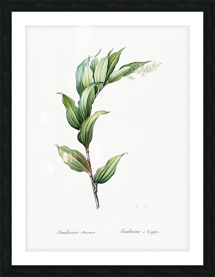 Treacleberry illustration  Picture Frame print