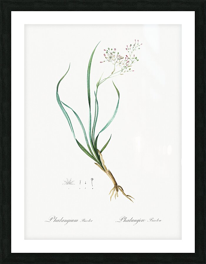 Phalangium bicolor illustration  Picture Frame print