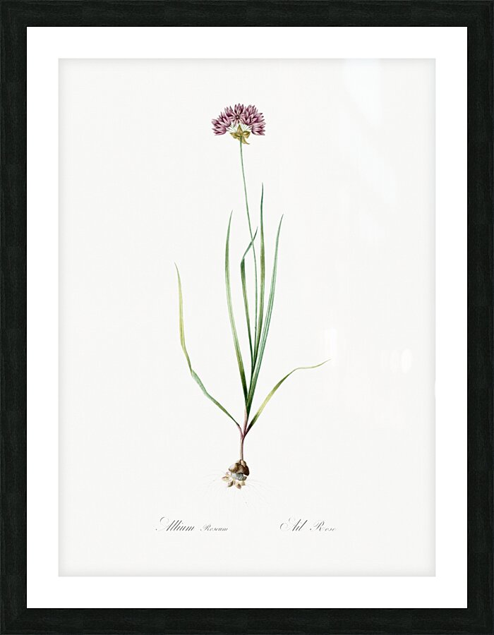 Rosy garlic illustration  Picture Frame print