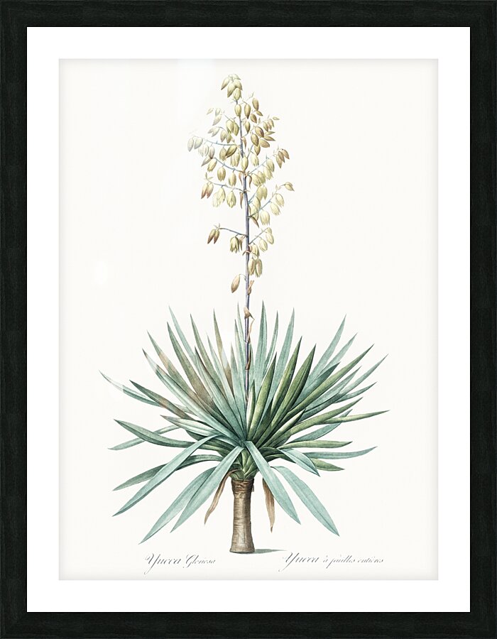 Adam needle illustration  Picture Frame print