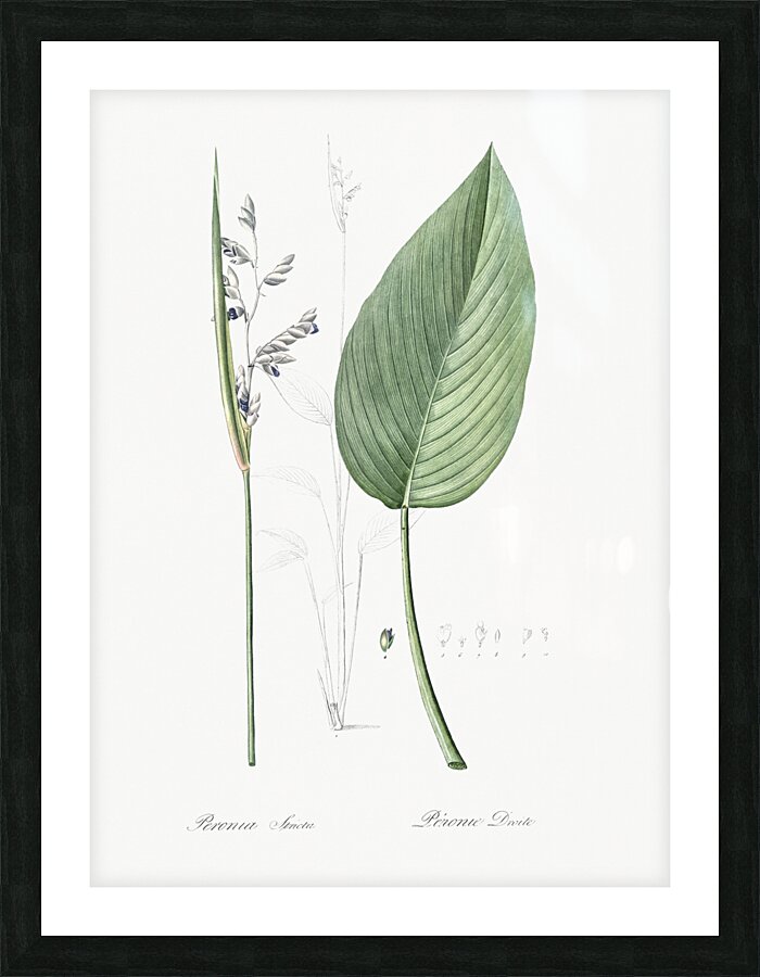 Powdery alligator-flag illustration  Picture Frame print