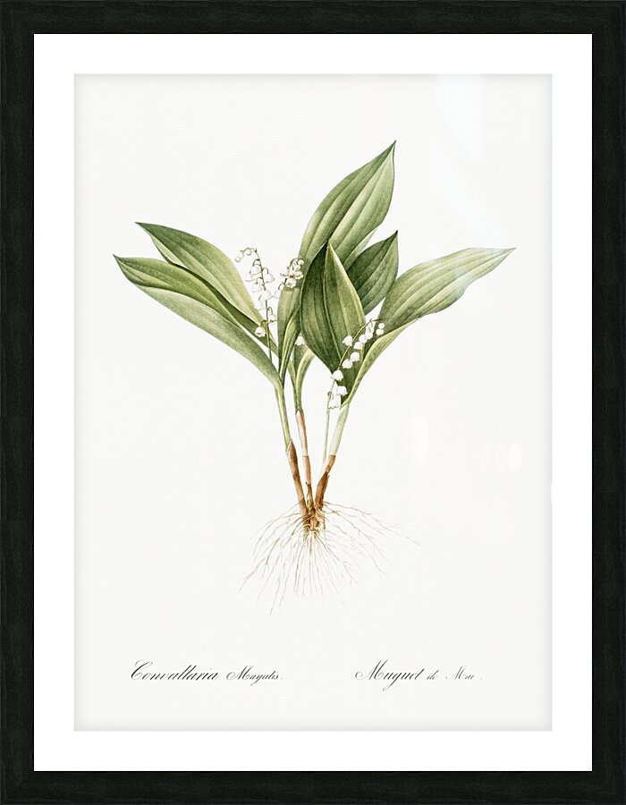 Lily of the valley illustration  Picture Frame print