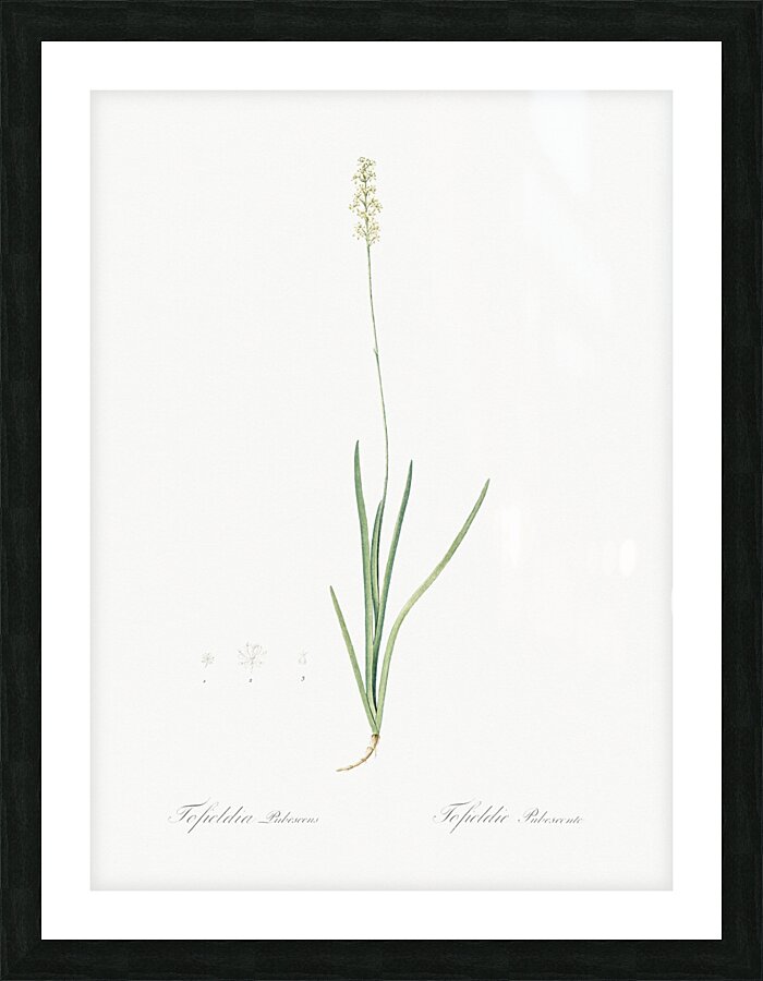 Tofield asphodel illustration  Picture Frame print