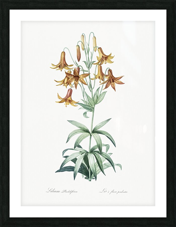 Canada lily illustration  Picture Frame print